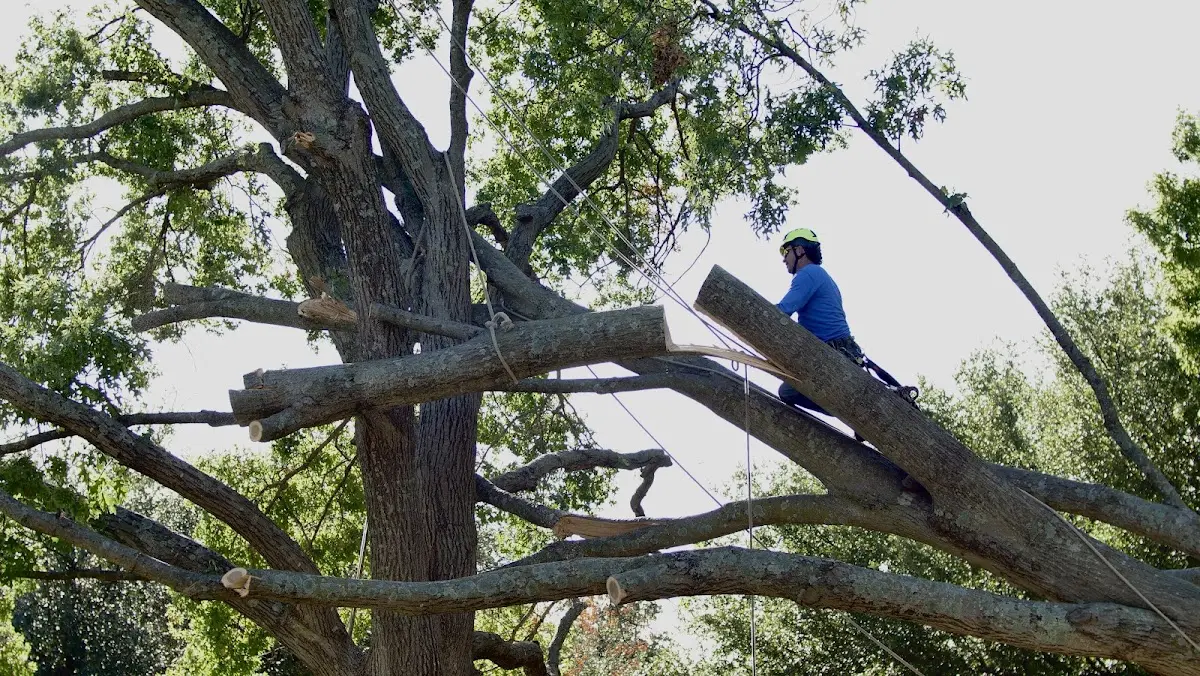 Professional Crown Thinning performed by certified arborists in Farson