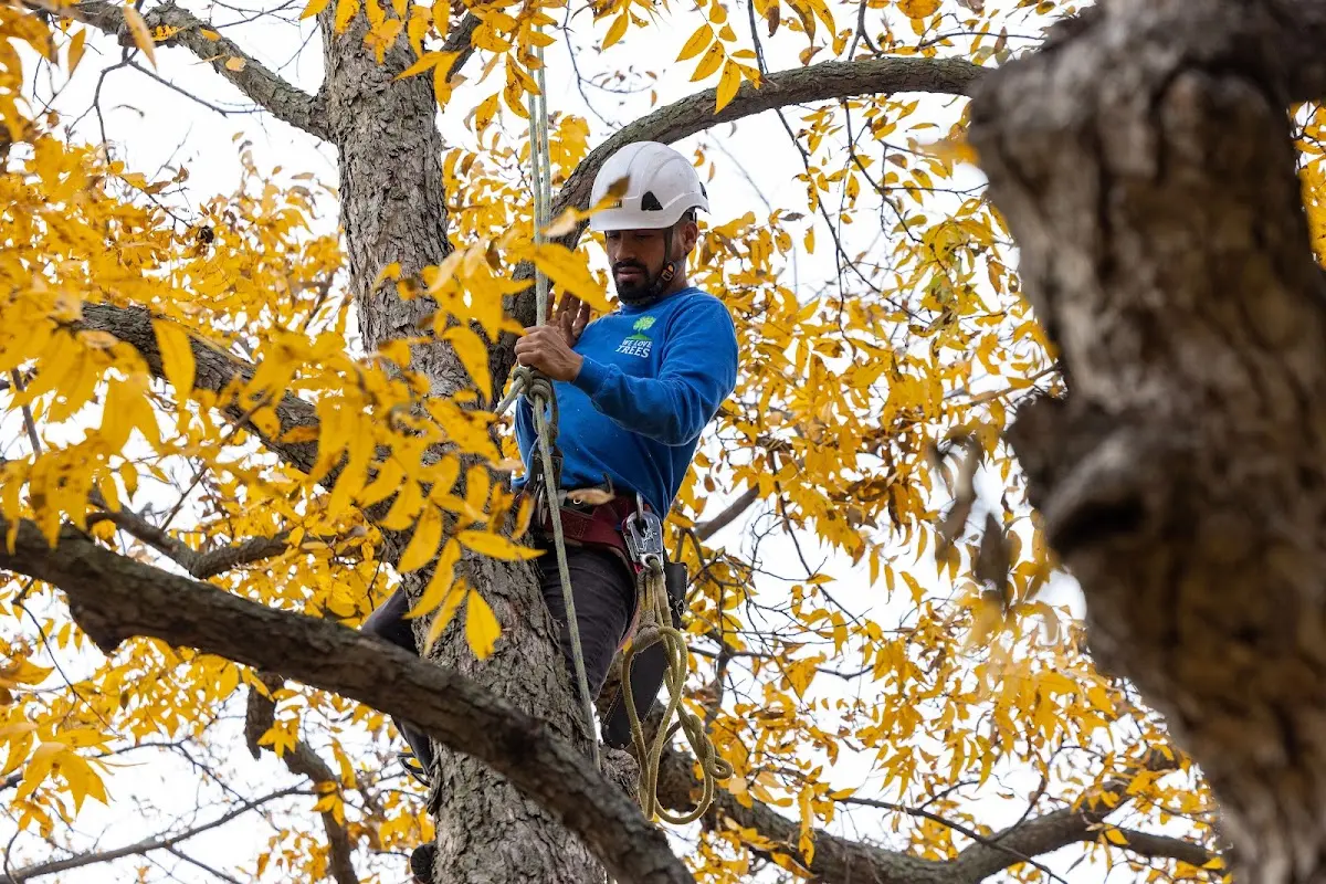 Skilled Emergency Tree Service crew working in Farson